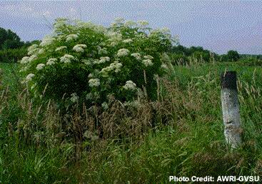A flowering bush.
